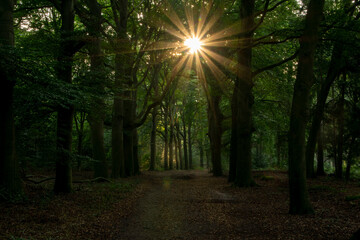 sunbeams shine through the trees on a forest path in the Kaapse Bossen near Doorn on the Utrechtse Heuvelrug
