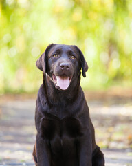 Chocolate labrador retriever portrait in the park