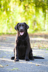 Chocolate labrador retriever portrait in the park