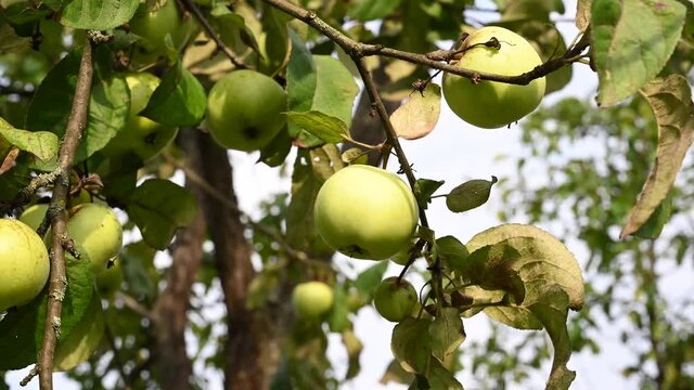 Branch with apples in the wind . Fruit hanging on a tree. Garden apples. Harvest . Prolific trees. Apple saved. The branch sways in the wind. High quality 4k footage