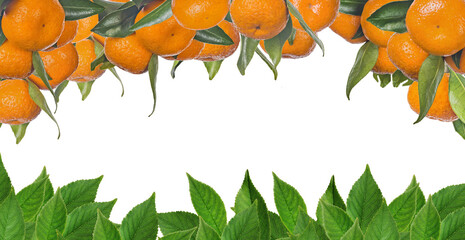 ripe orange tangerines stripe above green leaves on white