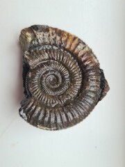 Ammonite Fossil on a white background 