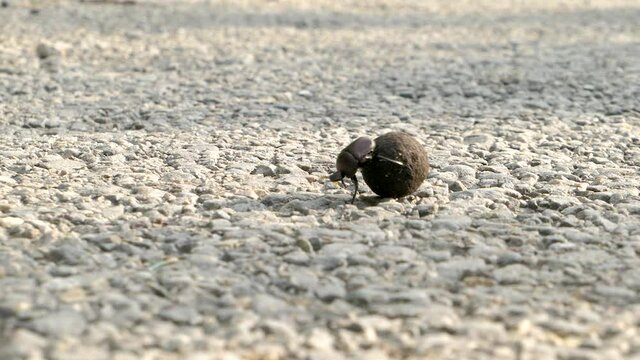 The dung beetle rolls the ball on the surface of the road.