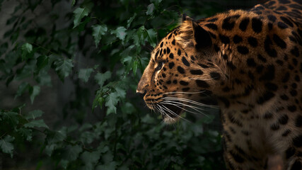 Far Eastern leopard, profile portrait. Beautiful panther leo