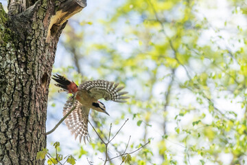 fliegender Buntspecht vor seiner Baumhöhle