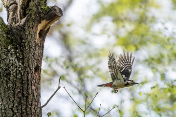 fliegender Buntspecht vor seiner Baumhöhle