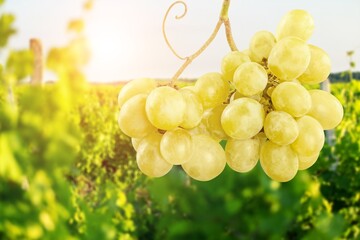 Bunch of ripe grapes hanging on vines inside the vineyard.