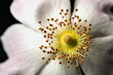 Ausschnitt einer Heckenrose mit Staubgefäßen
