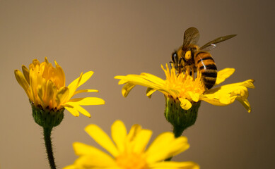 Close up of a honeybee pollinating yellow wildflowers.