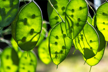 Samen in leuchtend grünen Blättern