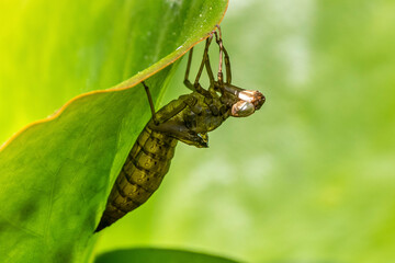 Puppe einer Libellenlarve hängt an einem Blatt