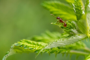 eine einzelne Ameise klettert auf einem Blatt