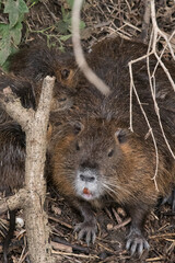 Une mère ragondin et ses 3 bébés dormant près de l'eau