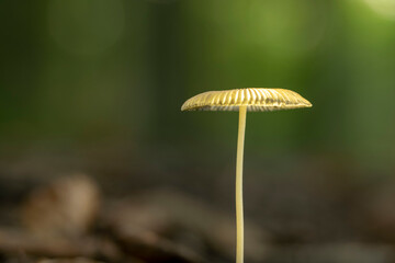 macro photo of a small forest mushroom with a nice soft bokeh background