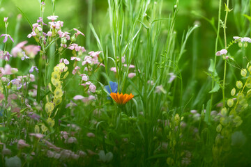 verwunschener Gartendschungel  mit bunten Blüten