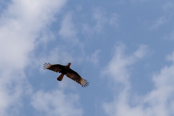 Águia, aves, pássaros 