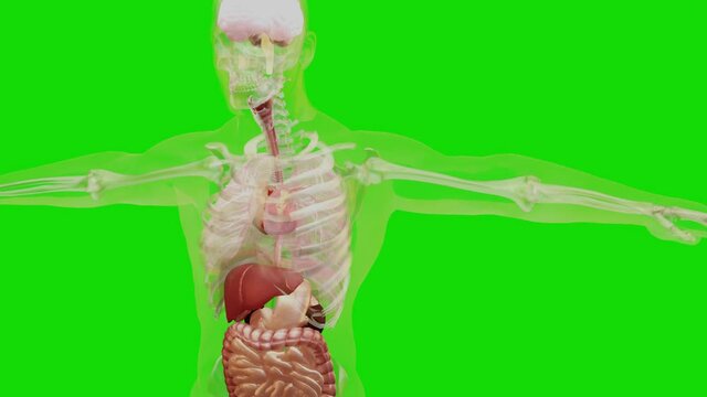 Human anatomy, organs, bones. Creative color palettes and designer details, unstructured showing parts, Isolated on Green Screen, 3d render
