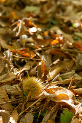 chestnut fallen on the ground covered with leaves
