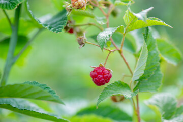 red raspberry berry sees on twigs. High quality photo