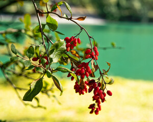 red berries   barbaris on a branch