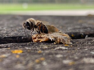 bee at work close up