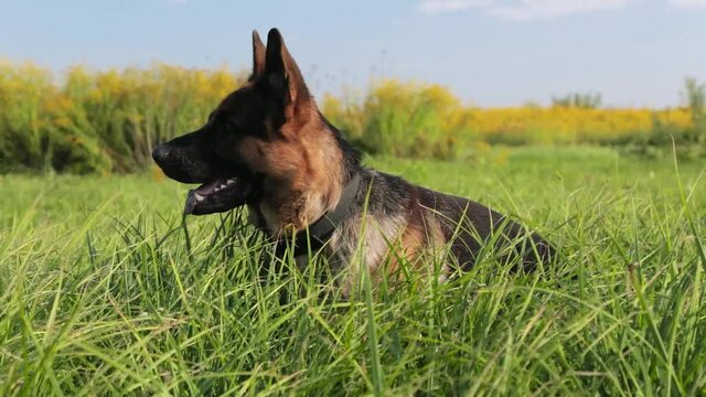 German Shepherd Dog walking on a green field, peeps out of the tall grass and looks around.