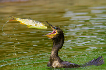Cormorán pescando en una laguna 