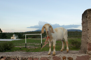 Cabra en un muro junto a una cancha de football