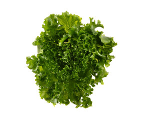 Salad leaves Bio lettuce isolated on white background.