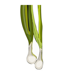 Vector Illustration green scallion 
