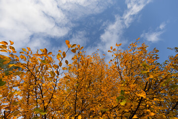 Fototapeta premium Yellow autumn leaves against the blue sky.