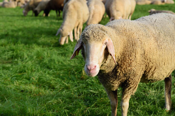 A white sheep stands in front of a flock of sheep in the countryside, on a pasture