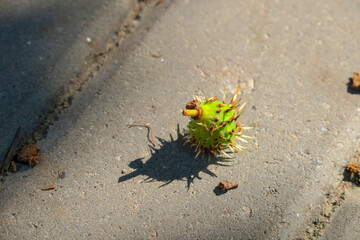 Green prickly chestnut on the ground