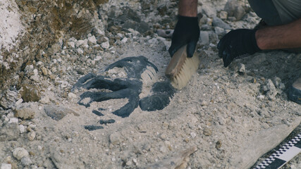 Crop male discovering dinosaur skull