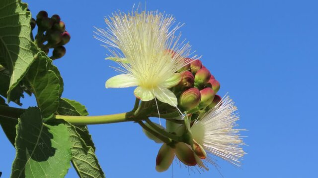 Beautiful white flowering on blue sky background. Selective Focus on a branch of Caryocar brasiliense flowers, known as pequi in portuguese, edible fruit popular in Center Western Brazil. Souari nut.
