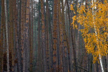 Birch with yellow leaves on a background of autumn pine forest.