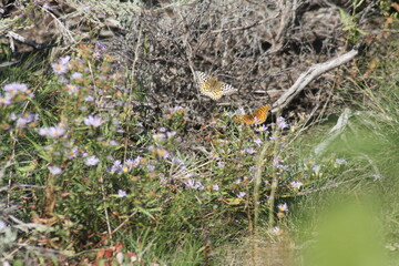 Butterfly and Flower 
Grand Tetons National Park