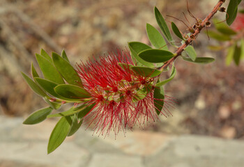 Red flower, Callistemon citrinus - Crimson Bottlebrush