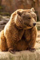 Fototapeta premium Brown bear on rocks at the zoo Concept of conservation of wildlife in captivity