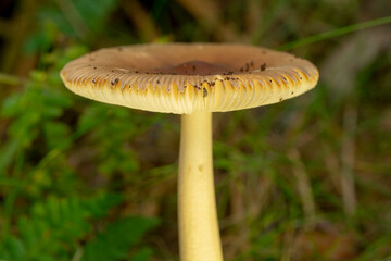 macro photo of a small forest mushroom with a nice soft bokeh background