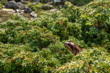Frosch im Gebüsch