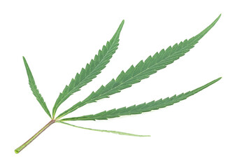Green leaf of hemp isolated on a white background. Medical marijuana.
