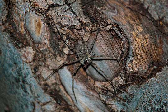 Spider On Tree