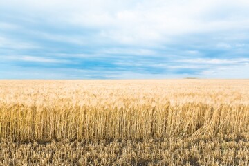 Wheat flied panorama with blue sky