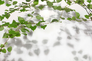 linden tree branch with gray shadow on white