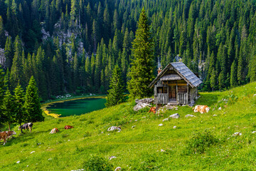 Cows grazing by wooden small mountain hut at Koca na Planini pri Jezeru in Bohinj Lake area Julian...