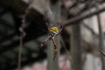 a poisonous spider in the web