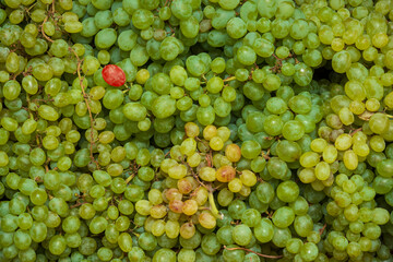 One red berry among the green ones.