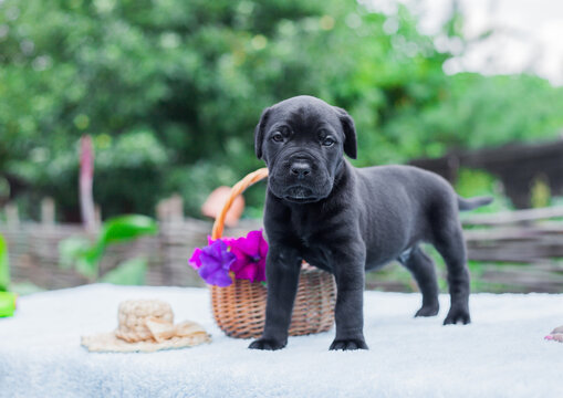 
Little cane corso puppy with flowers