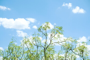 Mesquite tree against blue sky with clouds in background from Texas landscape.